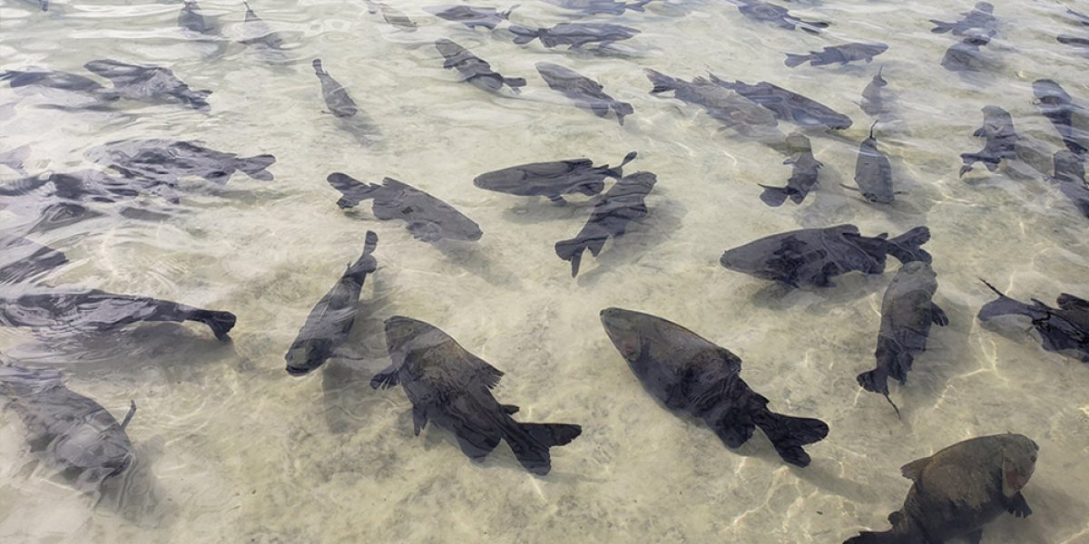 Tambaquis na Lagoa dos Tambaquis, em Estância, Sergipe, um dos passeios mais famosos do estado.