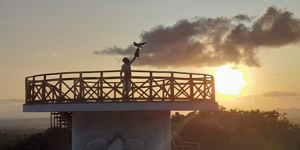 Experiência com falcão no Parque dos Falcões em Sergipe ao pôr do sol, com ave de rapina em destaque e paisagem natural ao fundo.
