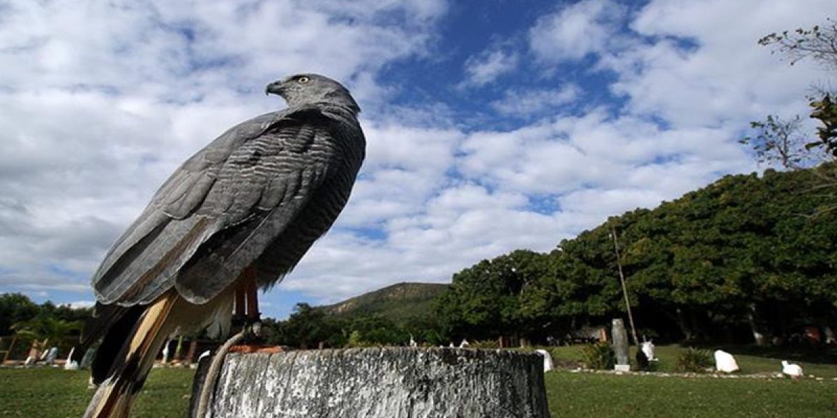 Experiência com falcão no Parque dos Falcões em Sergipe ao pôr do sol, com ave de rapina em destaque e paisagem natural ao fundo.